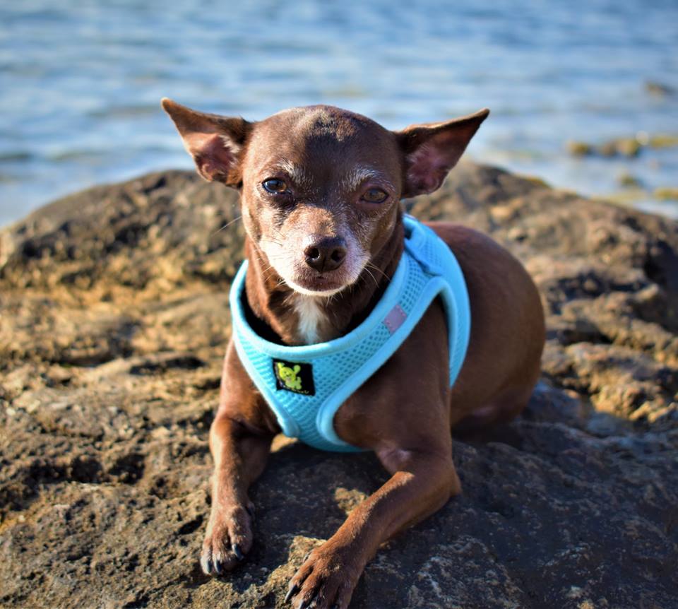 EcoBark Sky Blue Step In Dog Harness - Rapid Fastener Reflective Soft Mesh for XXXS to Small Dogs and Puppies - BIG FRENCHIES