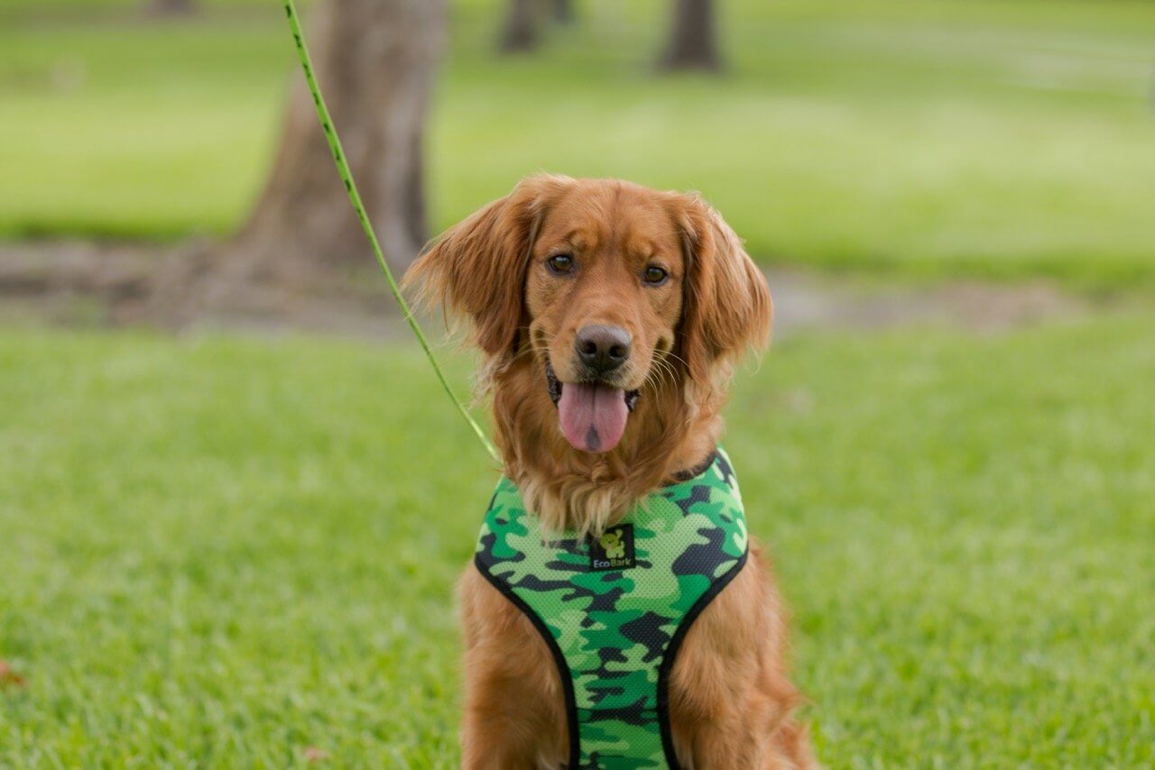 EcoBark Camo Dog Harness - Over-the-Head Dog Vest Halter for Small to Medium Dogs and Puppies - BIG FRENCHIES