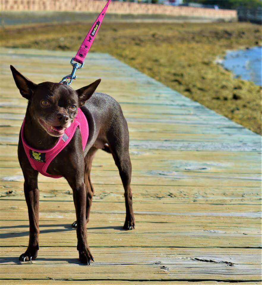 EcoBark Teacup Dog Harness - Step In Soft Mesh Reflective Dog Vest Halter for XXXS to Small Dogs and Puppies - BIG FRENCHIES