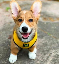 EcoBark Yellow Dog Harness - Over-the-Head Soft Mesh Dog Vest Halter for Small to Medium Dogs and Puppies - BIG FRENCHIES