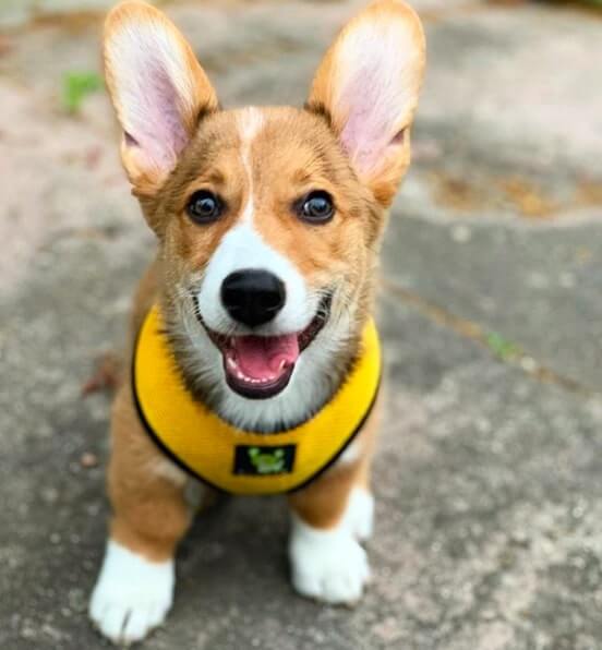 EcoBark Yellow Dog Harness - Over-the-Head Soft Mesh Dog Vest Halter for Small to Medium Dogs and Puppies - BIG FRENCHIES