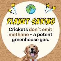 Superfood Cricket & Pumpkin Dog Treats, 4-Pack