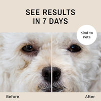Eye Envy Dog Tear Stain Remover Kit w Brush Pads Powder 30–45 Day