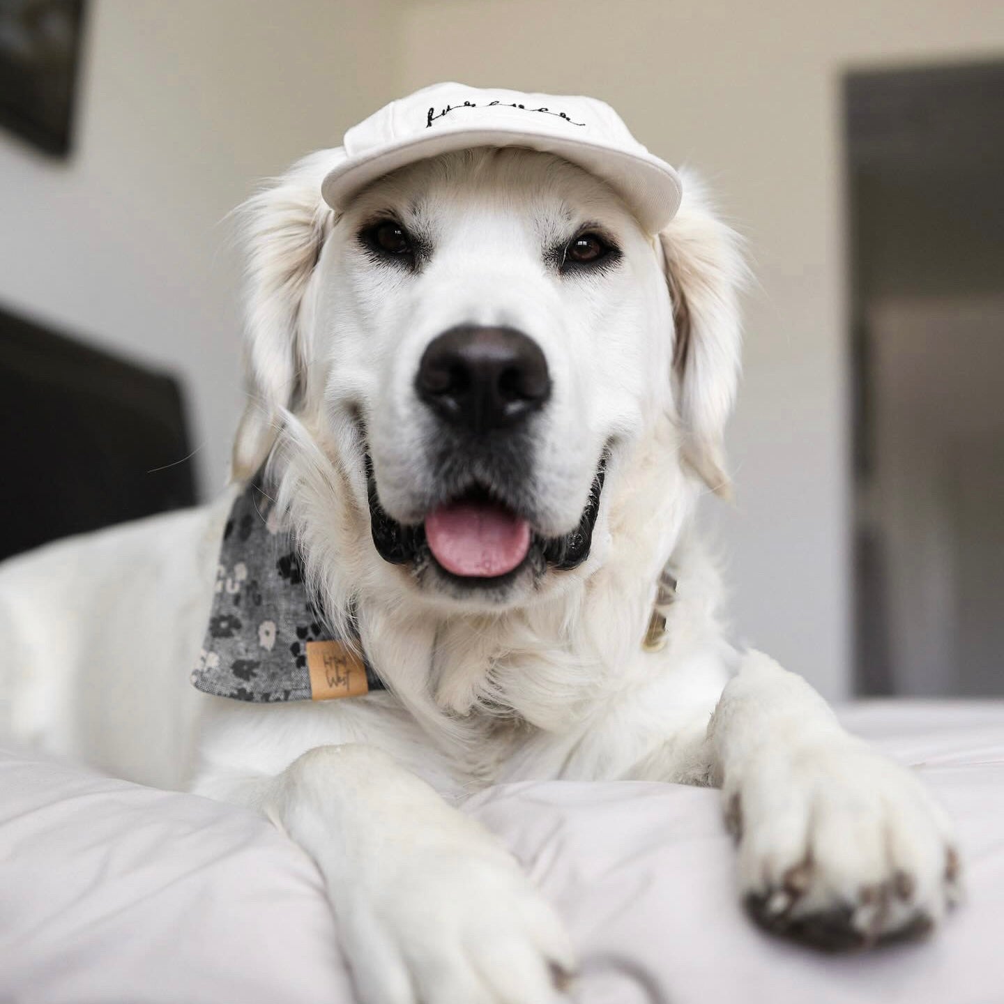 Furever Hat Bundle