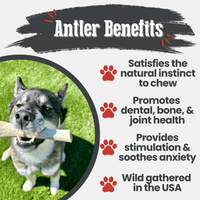 Reindeer Antler Dog Chews | Organic Chews for Dogs
