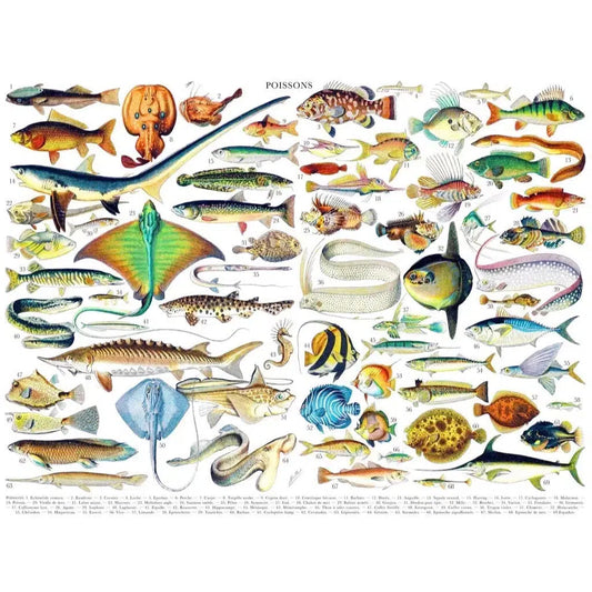 Fish ~ Poissons 1000 Piece Jigsaw Puzzle NYPC