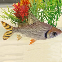 Flagtail Prochilodus