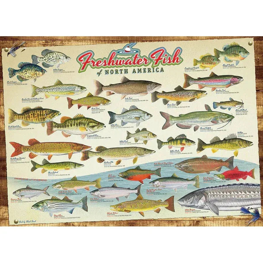 Freshwater Fish of North America 1000 Piece Jigsaw Puzzle Cobble Hill - BIG FRENCHIES