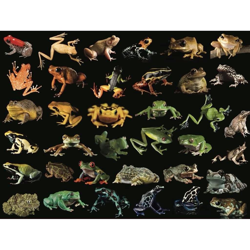 Frogs National Geographic Photo Ark 500 Piece Jigsaw Puzzle NYPC