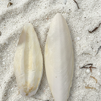 Cuttlebone Calcium Combo Pack 6” Natural Calcium for Birds & Reptiles