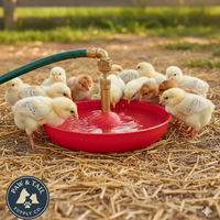 Little Giant Automatic Baby Chick Waterer Fount Use for Baby Chicks & Poultry 2PK