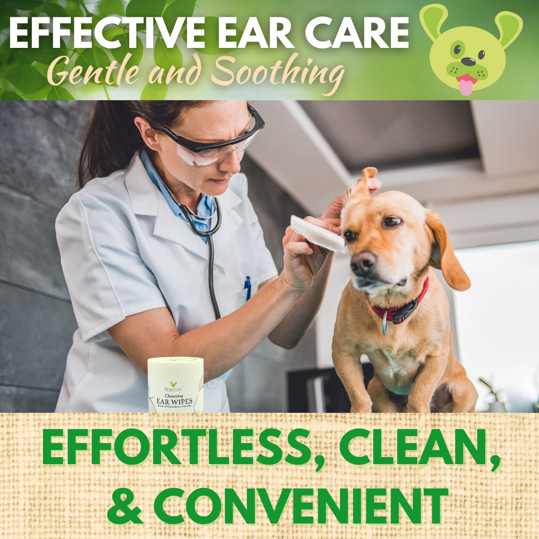 Dog Ear Wipes - Dog Ear Cleaning Wipes by EcoBark - Naturally Coconut Scented - 50 Count Finger Wipes For Puppies and Dogs - BIG FRENCHIES