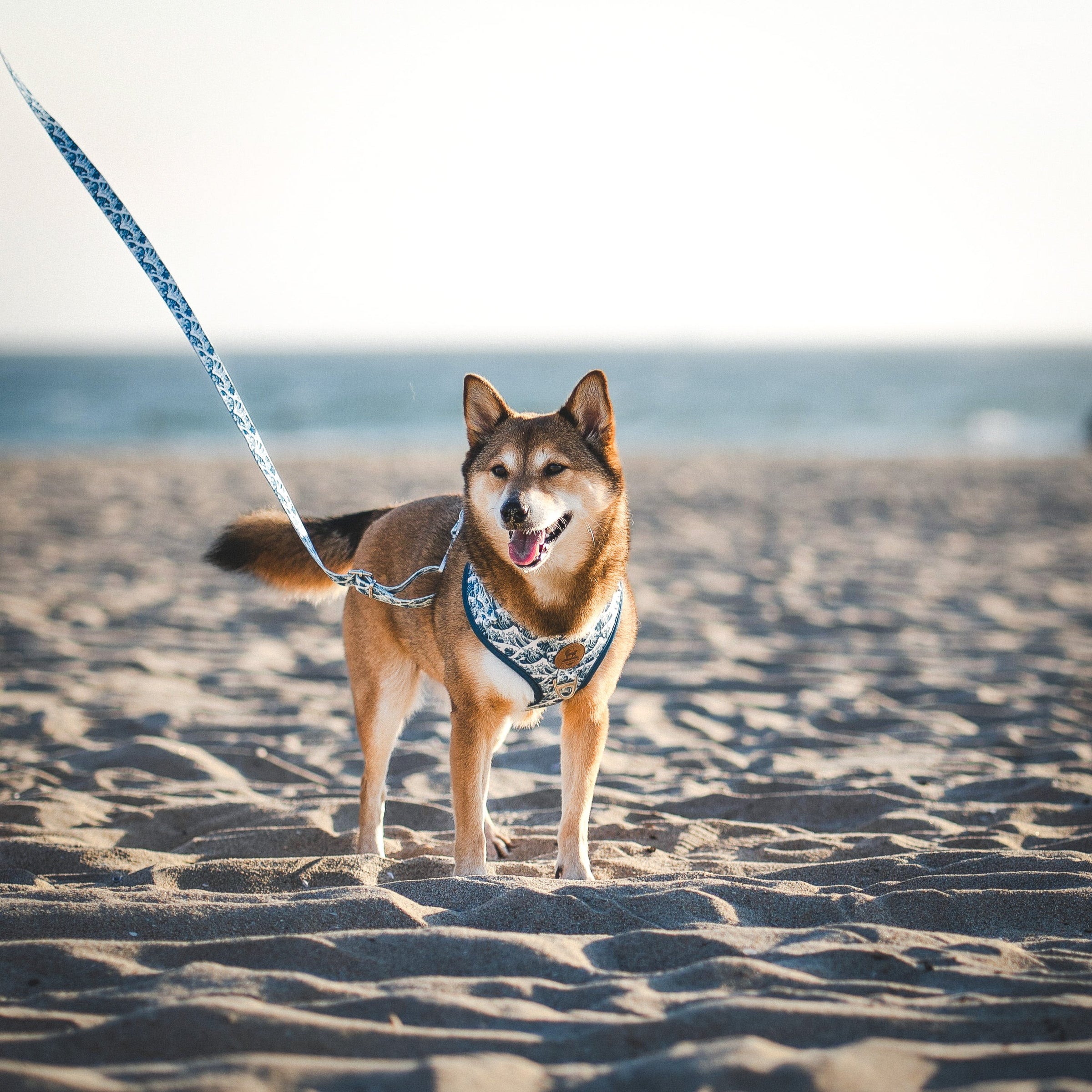 Great Wave Leash