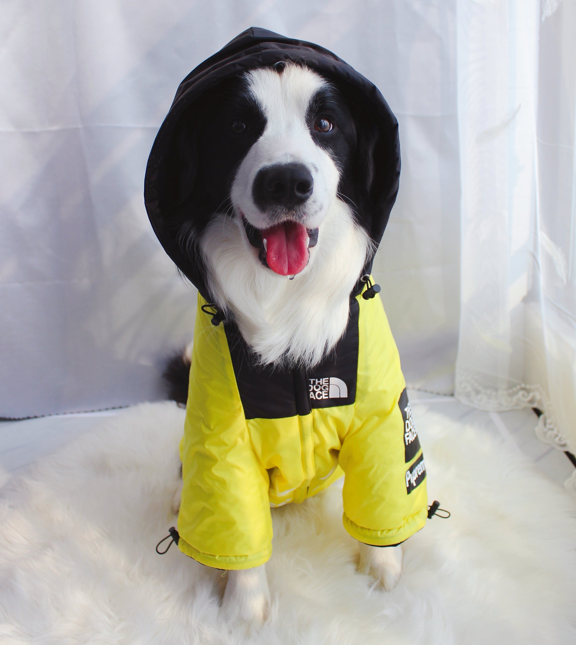 The Dog Face Windproof Waterproof Reflective Pet Cat Dog Jacket - BIG FRENCHIES