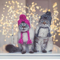 Autumn Winter Warm Knitted Pet Hats With Fluffy Ball - BIG FRENCHIES