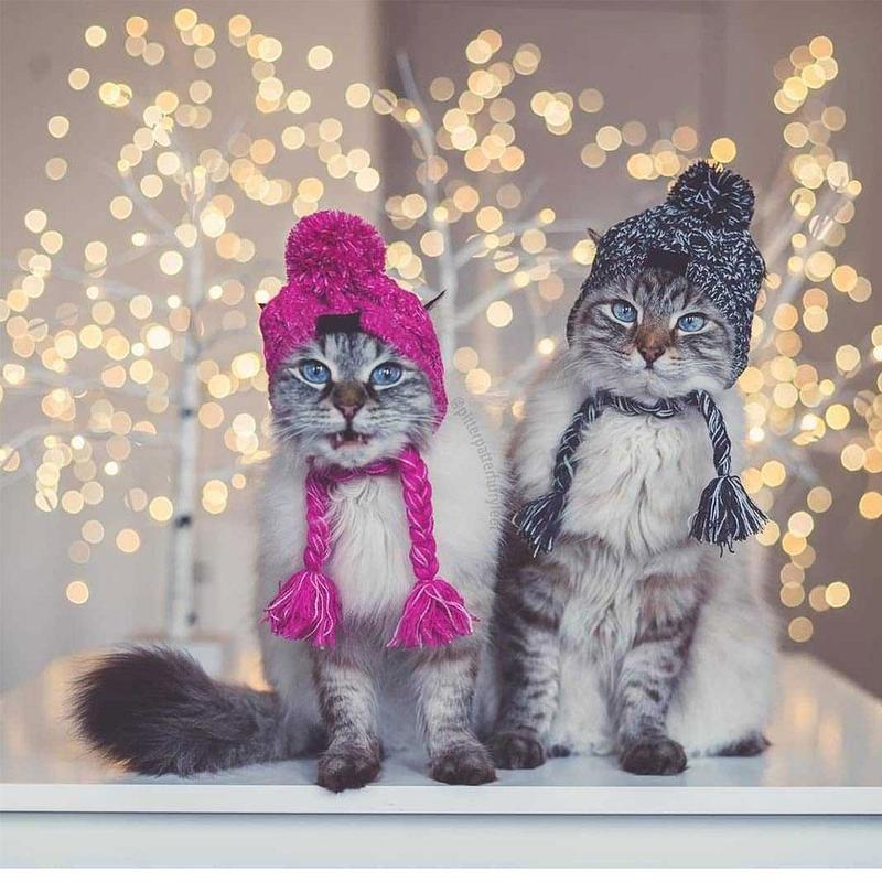 Autumn Winter Warm Knitted Pet Hats With Fluffy Ball - BIG FRENCHIES