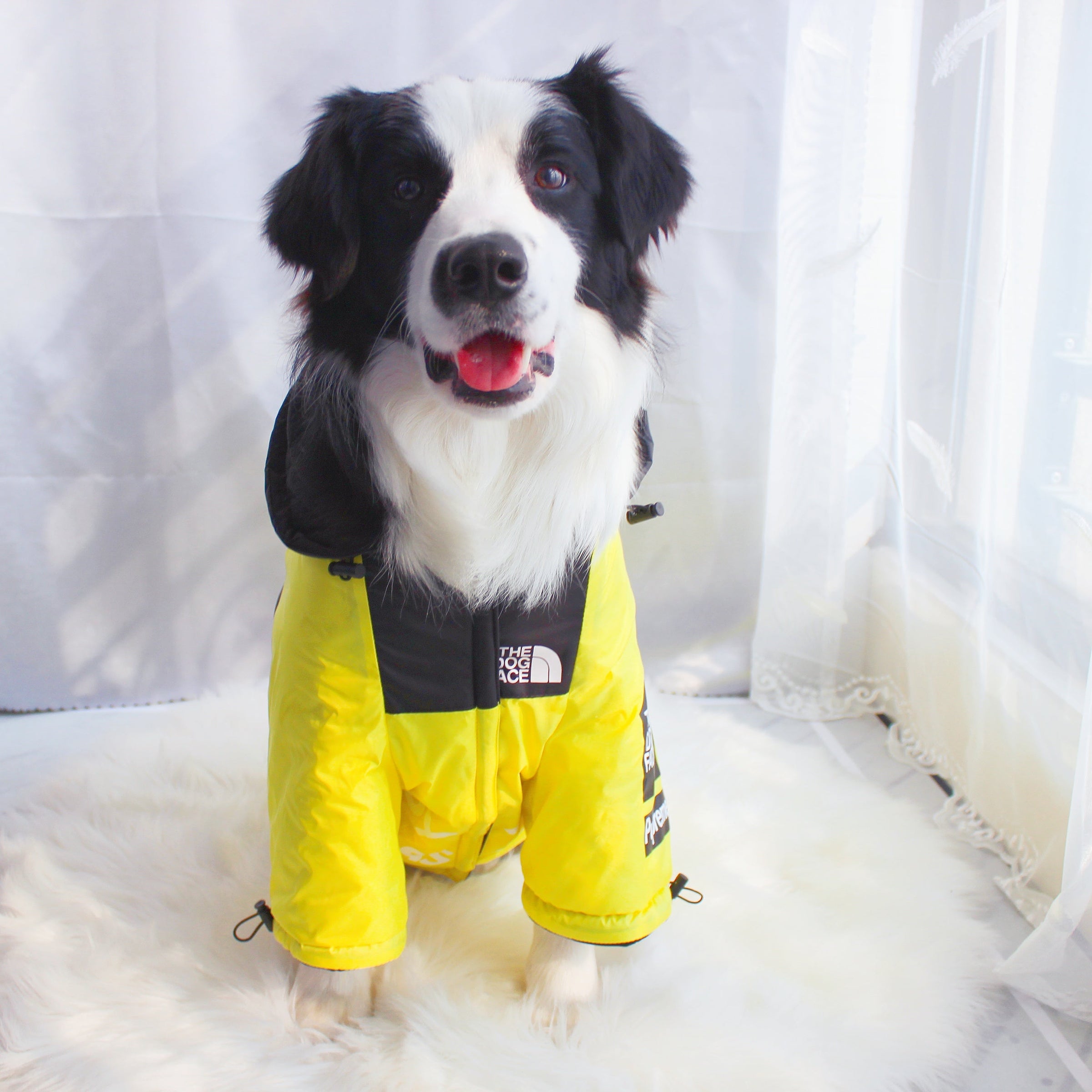 The Dog Face Windproof Waterproof Reflective Pet Cat Dog Jacket - BIG FRENCHIES