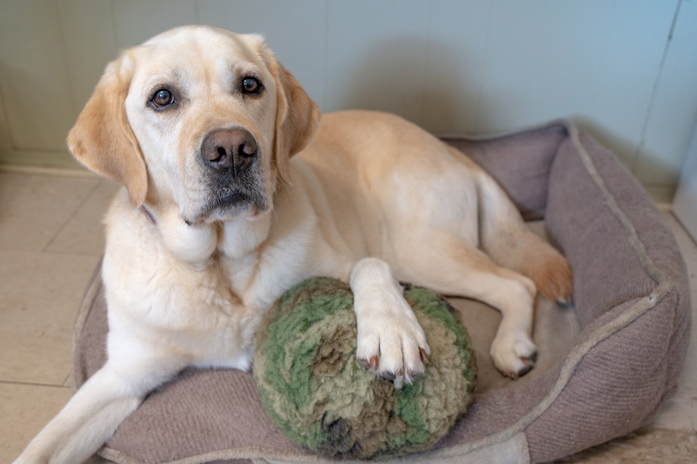 HuggleCause™, Warrior Canine Connection, Camouflage HuggleFleece® Plush Ball Dog Toy - BIG FRENCHIES