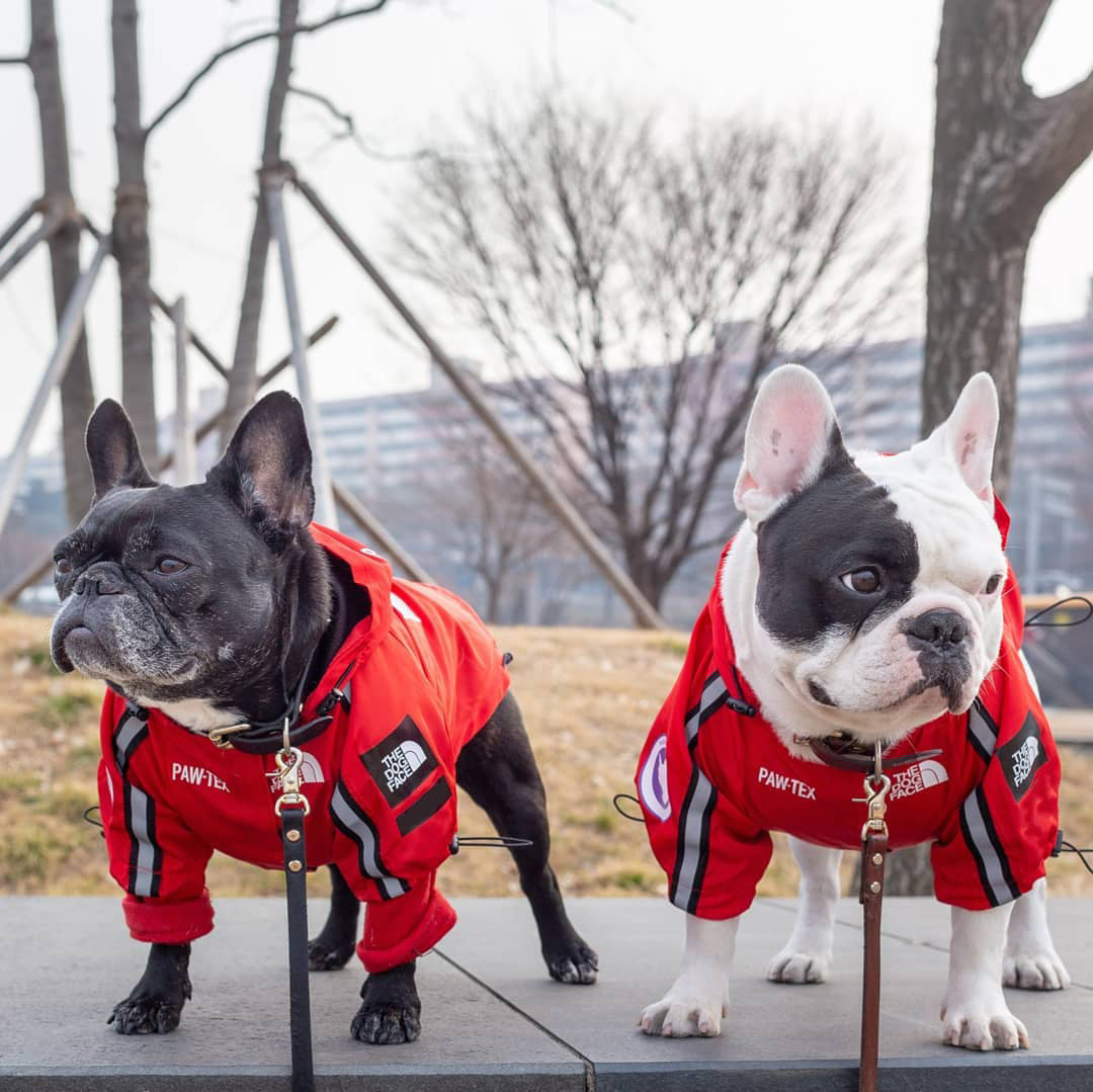 The Dog Face Windproof Waterproof Reflective Pet Cat Dog Jacket - BIG FRENCHIES