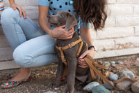 Step In Leather Dog Harness - BIG FRENCHIES