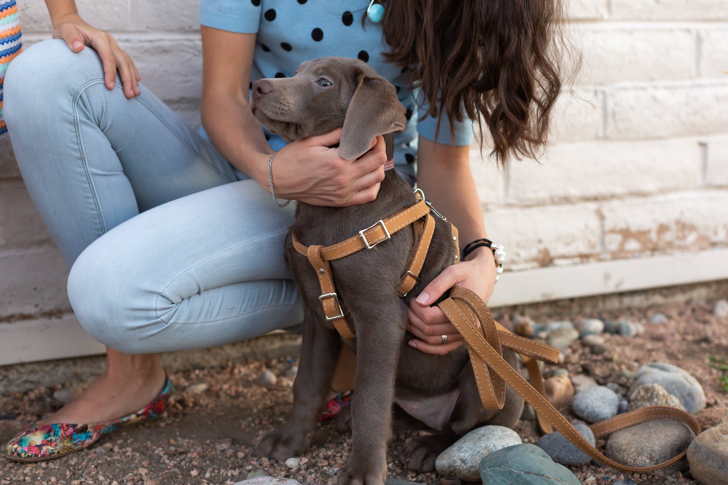 Step In Leather Dog Harness - BIG FRENCHIES