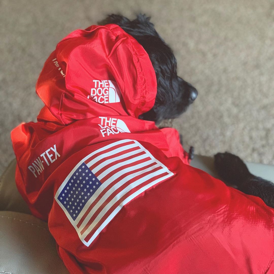 The Dog Face Windproof Waterproof Reflective Pet Cat Dog Jacket - BIG FRENCHIES
