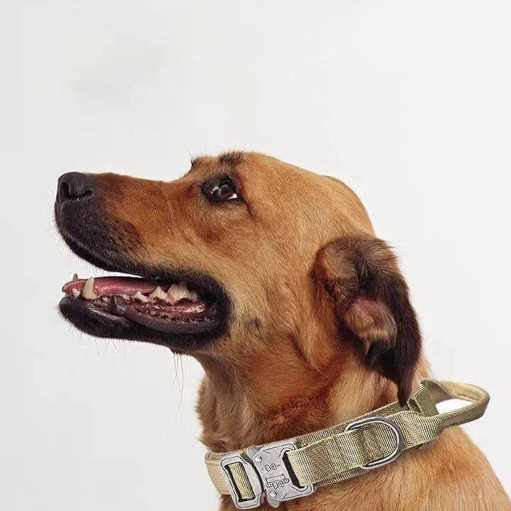 Durable Nylon Dog Collar with Reflective Leash Set - BIG FRENCHIES