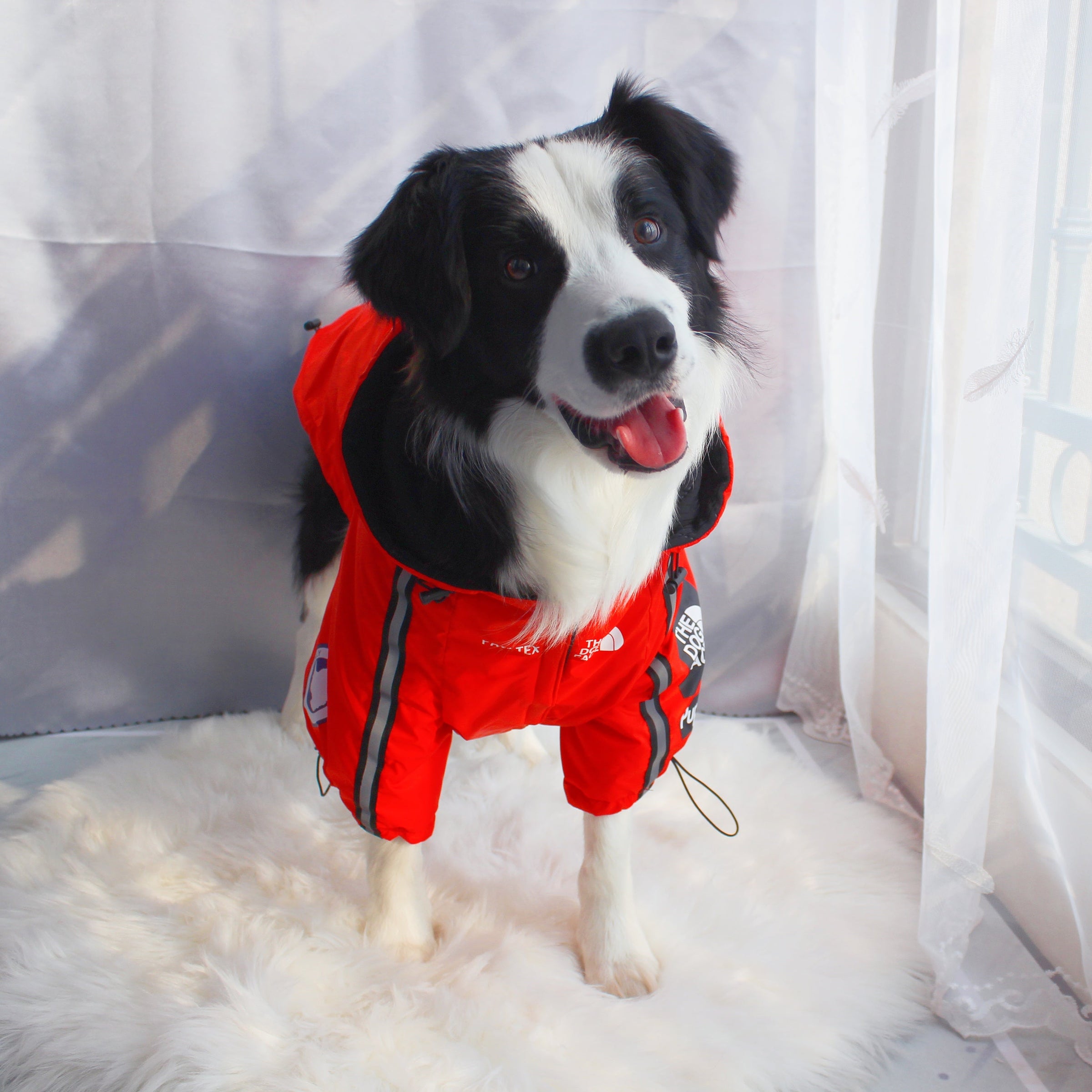 The Dog Face Windproof Waterproof Reflective Pet Cat Dog Jacket - BIG FRENCHIES