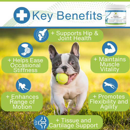 EcoBark Adaptiflex™ Hip and Joint Supplement for Dogs with Glucosamine, Chondroitin, and MSM - BIG FRENCHIES