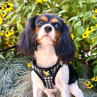 Houndstooth Dog Harness by EcoBark - Step In Dog Harness - Reflective Soft Mesh Halter Body Harness for Teacup, Small Dogs and Puppies - BIG FRENCHIES
