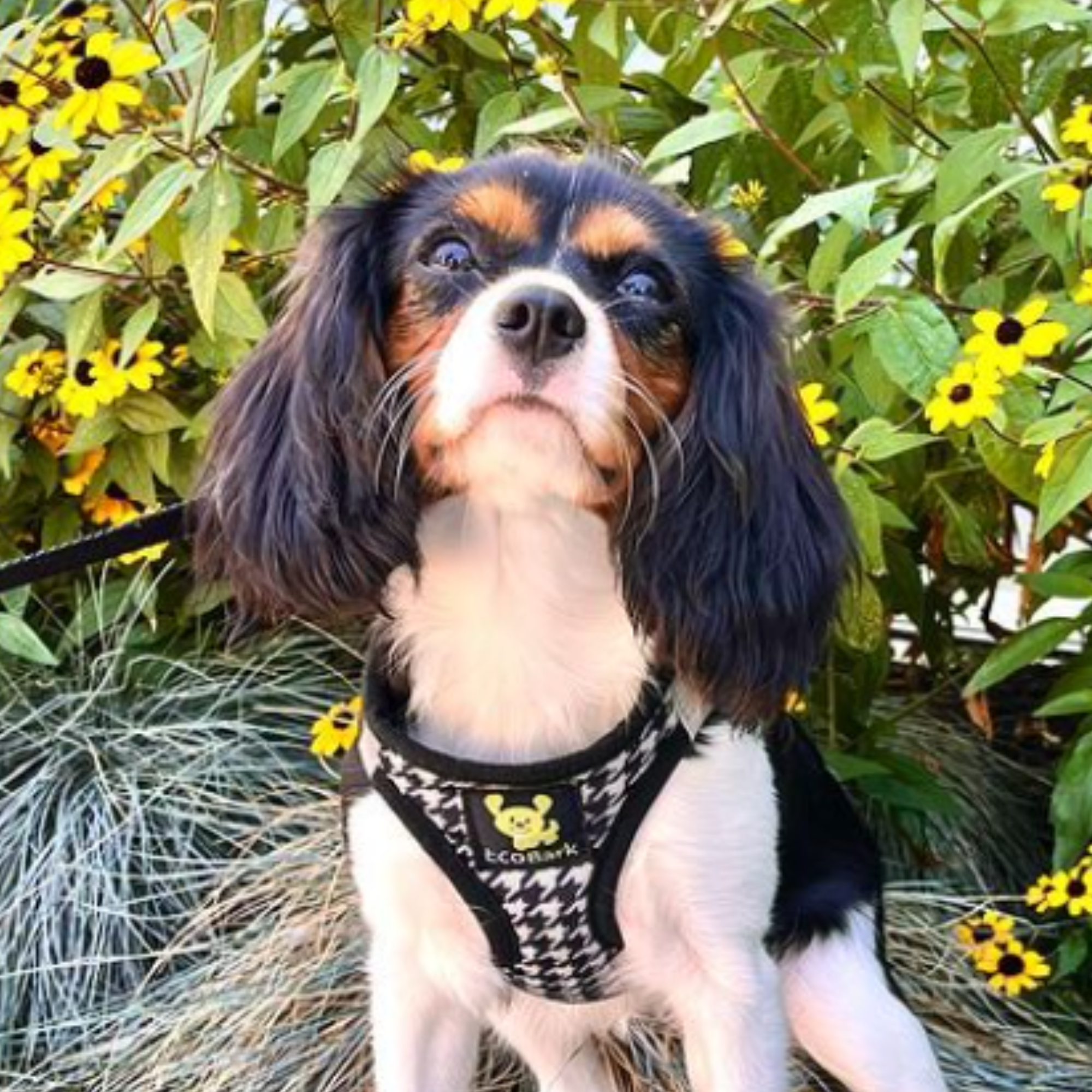 Houndstooth Dog Harness by EcoBark - Step In Dog Harness - Reflective Soft Mesh Halter Body Harness for Teacup, Small Dogs and Puppies - BIG FRENCHIES