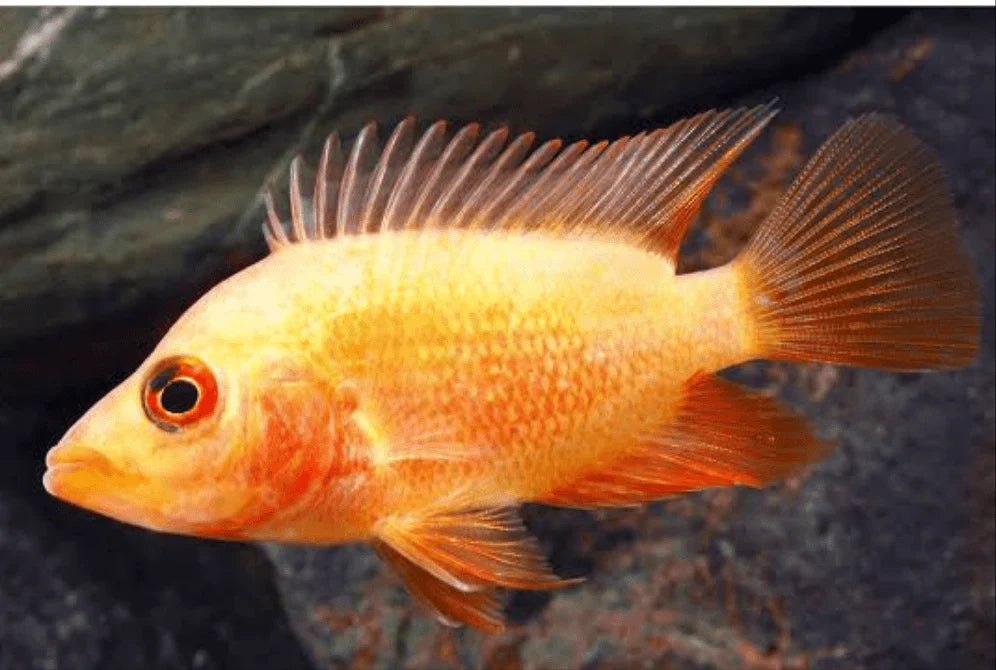 Red Devil cichlids SMALL/MEDIUM