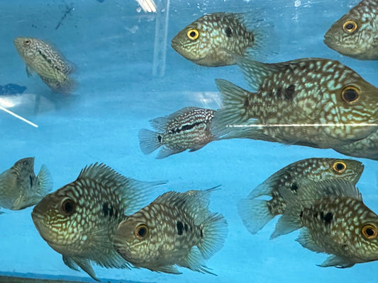 Balloon body carpintis Texas cichlid 3”