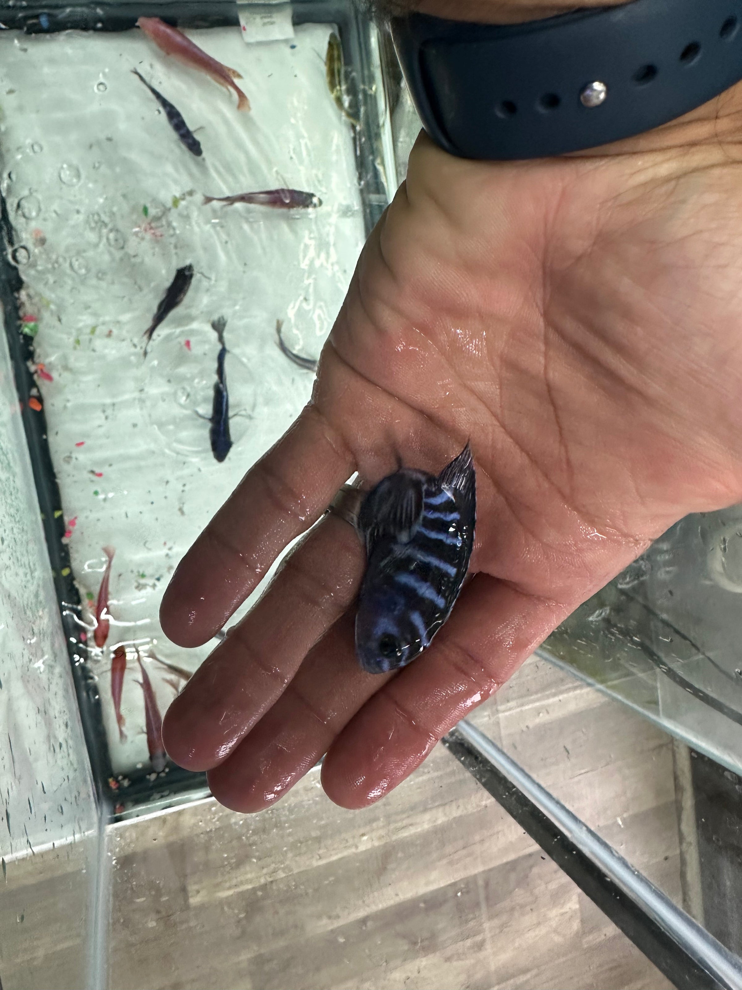 Demasoni cichlids