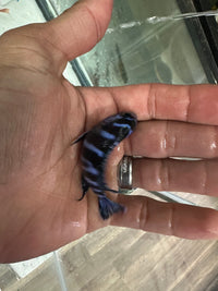 Demasoni cichlids
