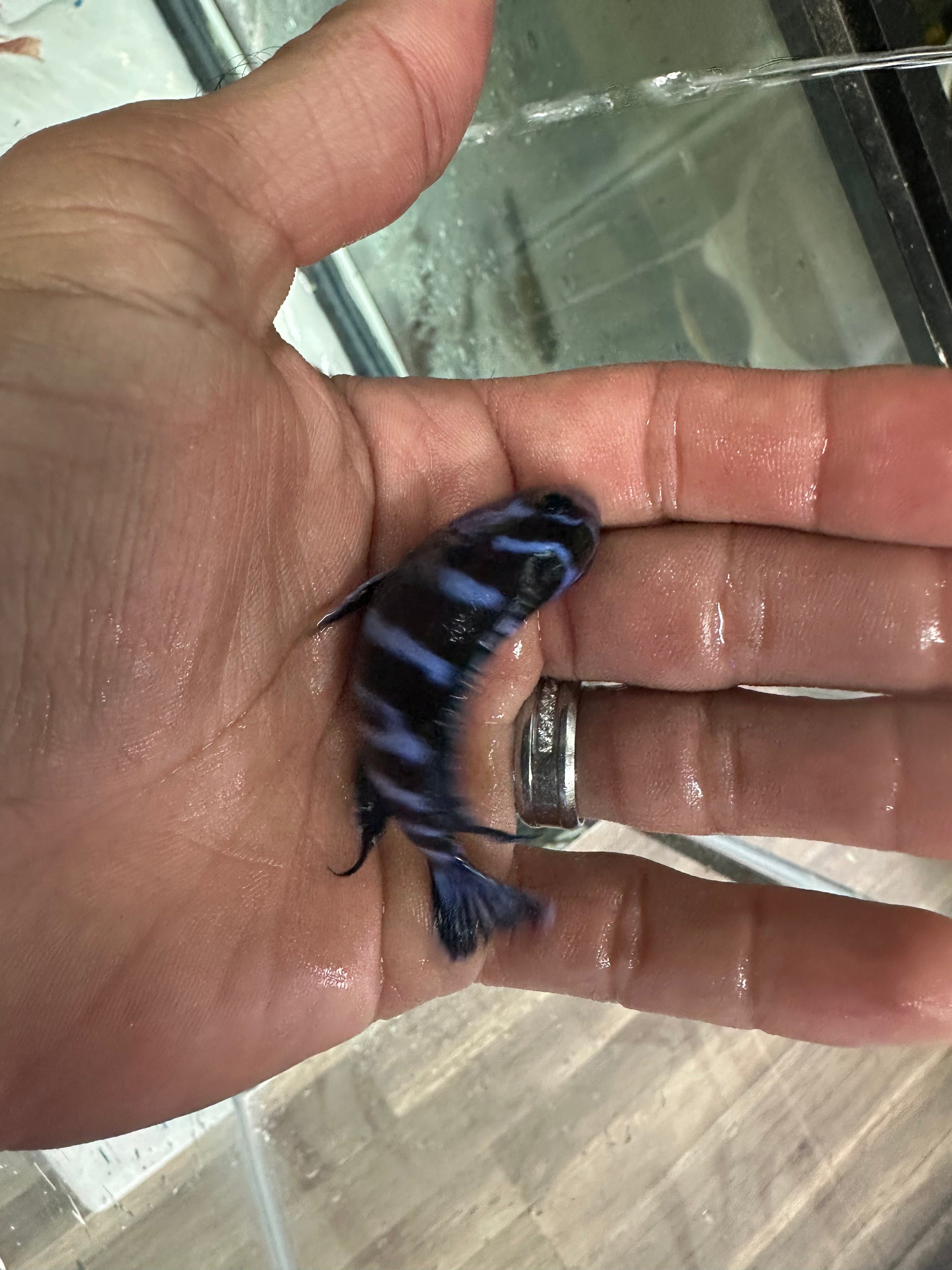 Demasoni cichlids
