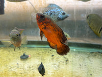 Red Copper Oscar 2.5”-3”