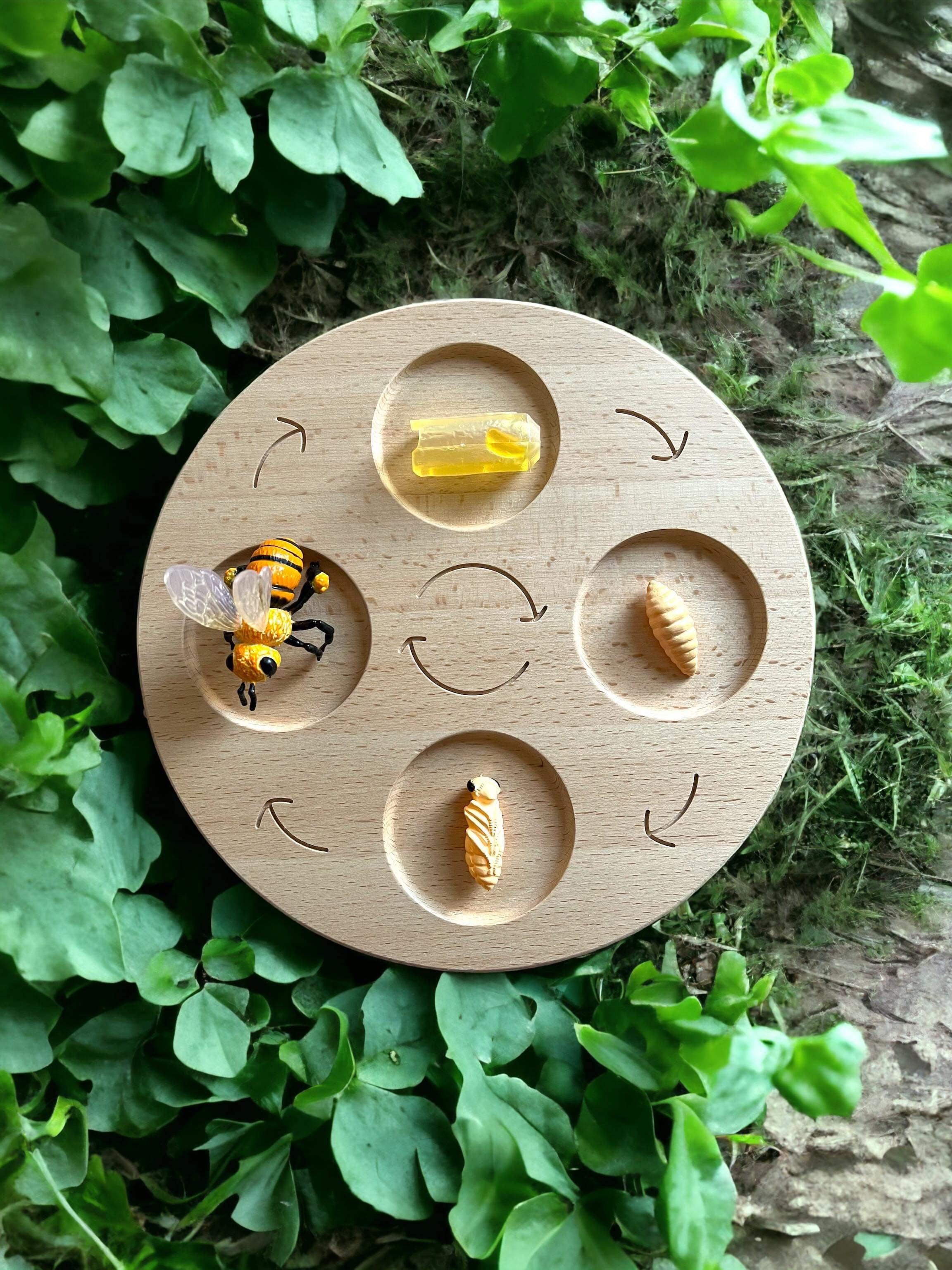 Double-Sided Wooden Life Cycle Board - BIG FRENCHIES
