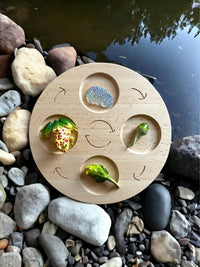 Double-Sided Wooden Life Cycle Board - BIG FRENCHIES