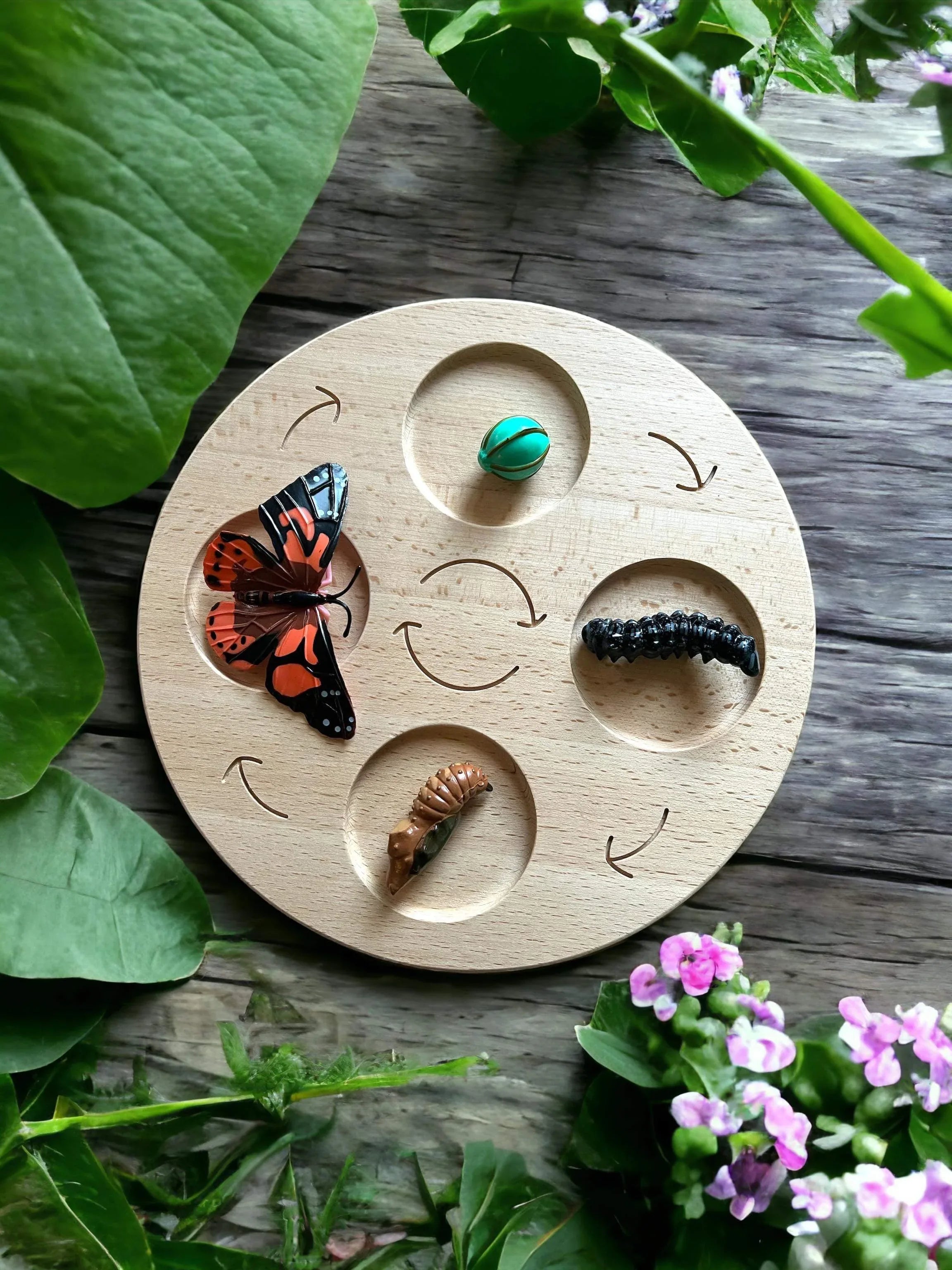 Double-Sided Wooden Life Cycle Board - BIG FRENCHIES