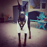 ''Maximus'' Basket Muzzle Brown & Gold