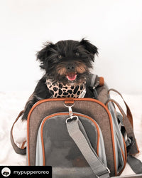 Mr. Peanut's Gold Series Standard Size Airline Compliant Pet Carrier - BIG FRENCHIES