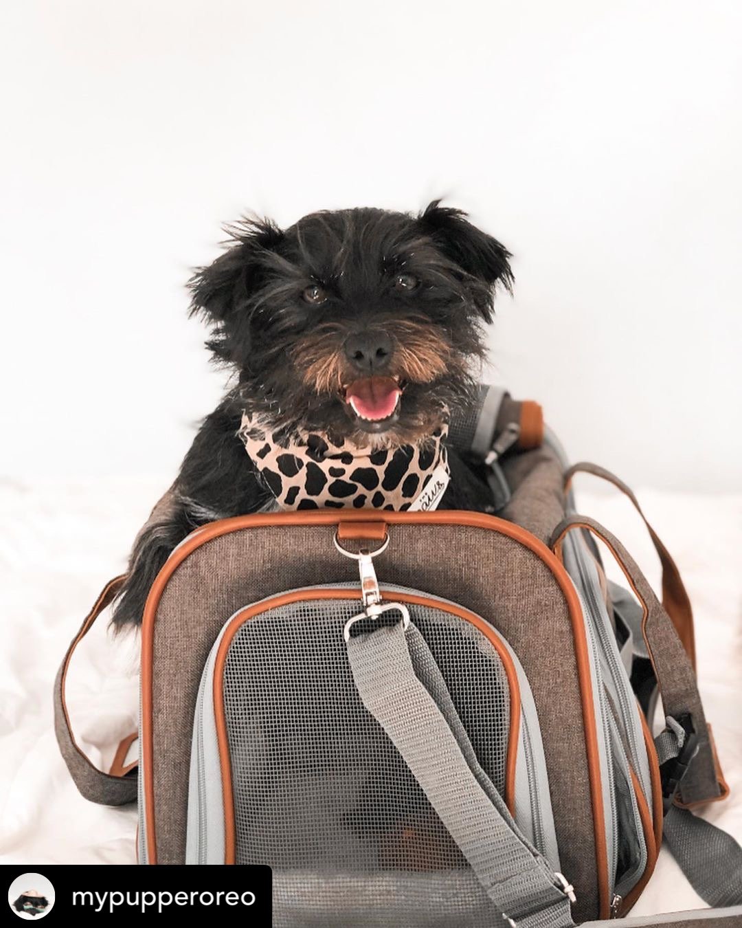 Mr. Peanut's Gold Series Standard Size Airline Compliant Pet Carrier - BIG FRENCHIES