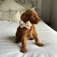 Personalized Beige Teddy Classic Set