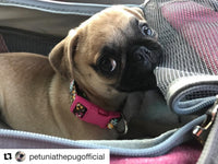 Mr. Peanut's Gold Series Standard Size Airline Compliant Pet Carrier - BIG FRENCHIES