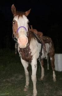 Little S Style Hackamore