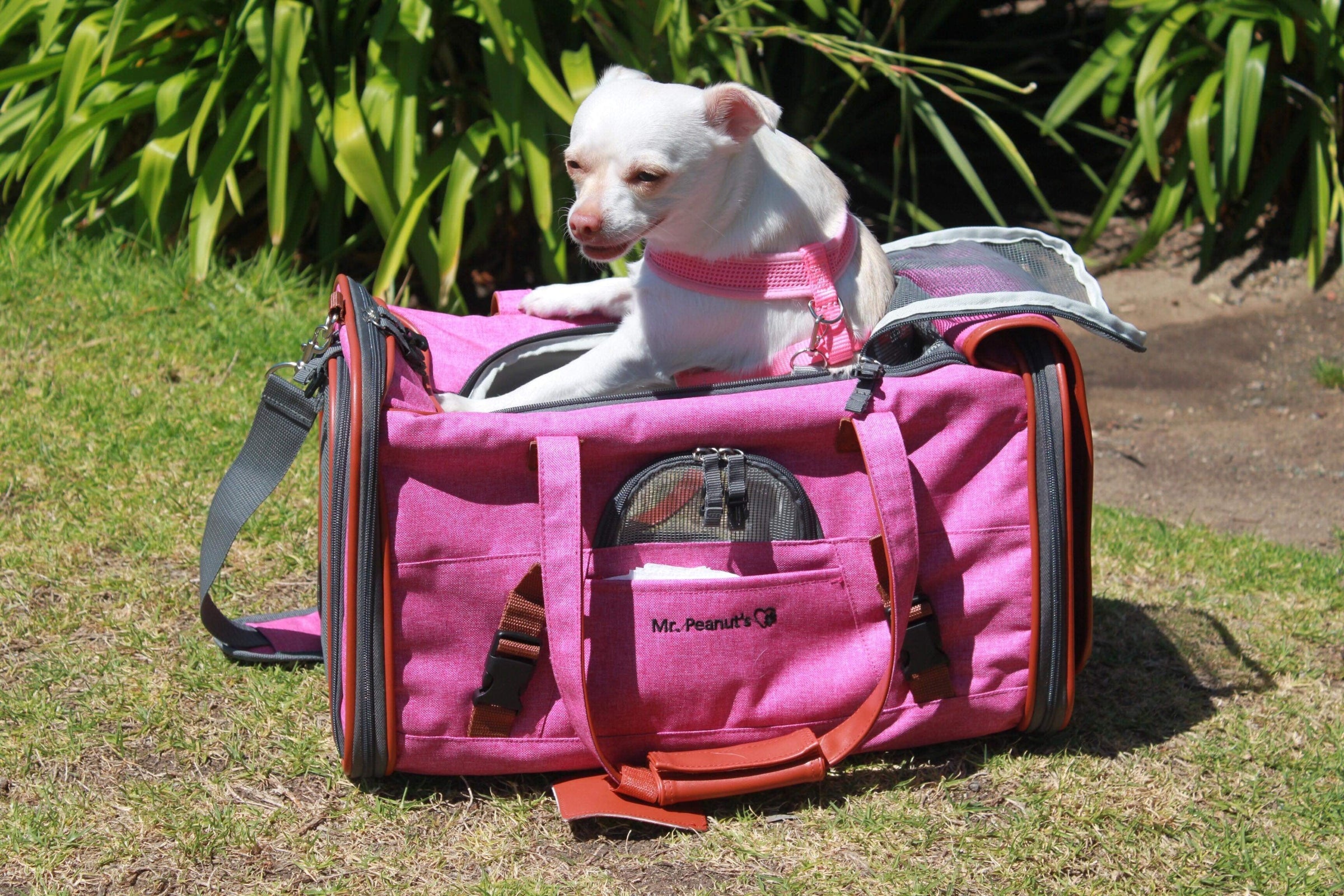 Mr. Peanut's Gold Series Standard Size Airline Compliant Pet Carrier - BIG FRENCHIES