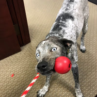 USA-K9 Cherry Bomb Rubber Dog Chew Toy | K9 Handler Reward Toy | Blue | USA Made - BIG FRENCHIES