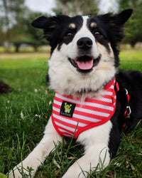 EcoBark Custom-Fit Harness & Leash Combo - Red Stripe - BIG FRENCHIES