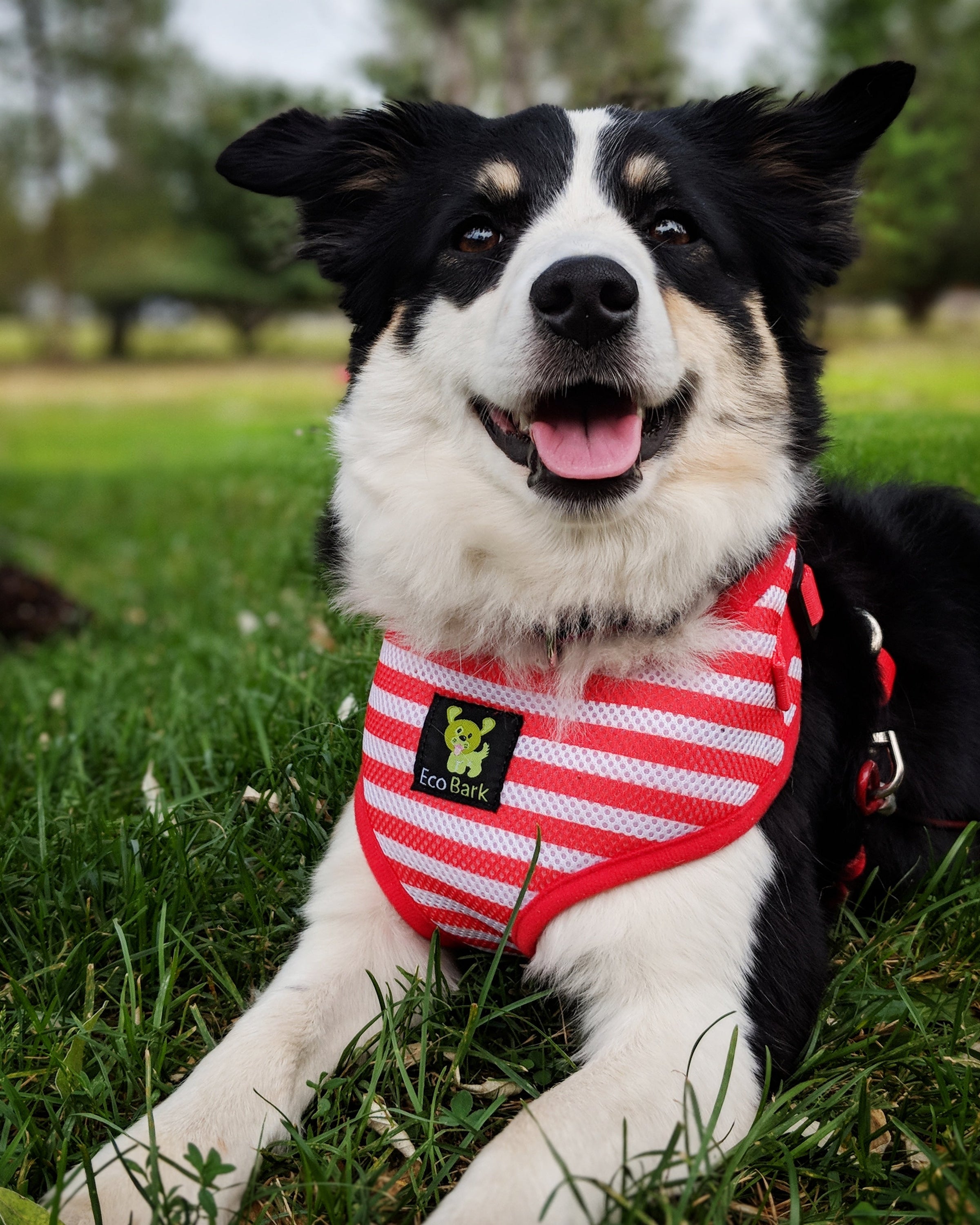EcoBark Custom-Fit Harness & Leash Combo - Red Stripe - BIG FRENCHIES